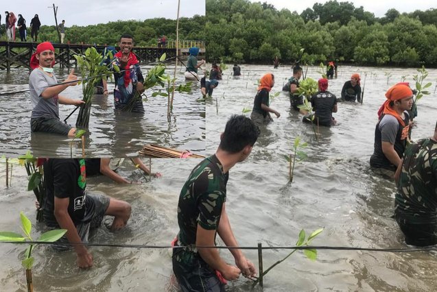 Mapala 45 Makassar Kolaborasi Lantamal VI Tanam 6000 Bibit Mangrove Di Untia Makassar