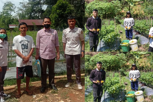 Petani Milenial Cabai Katokkon, Ciko: Jangan Gengsi Jadi Petani