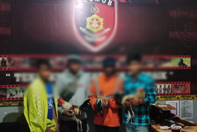 Batitong Maro Ringkus 4 Pelaku Judi Sabung Ayam, Kapolres Tator : Tidak Ada Ruang dan Toleransi